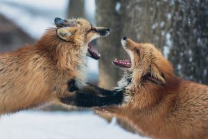 Zaproś szakale do stołu - odkryj piękno konfliktu walczące lisy